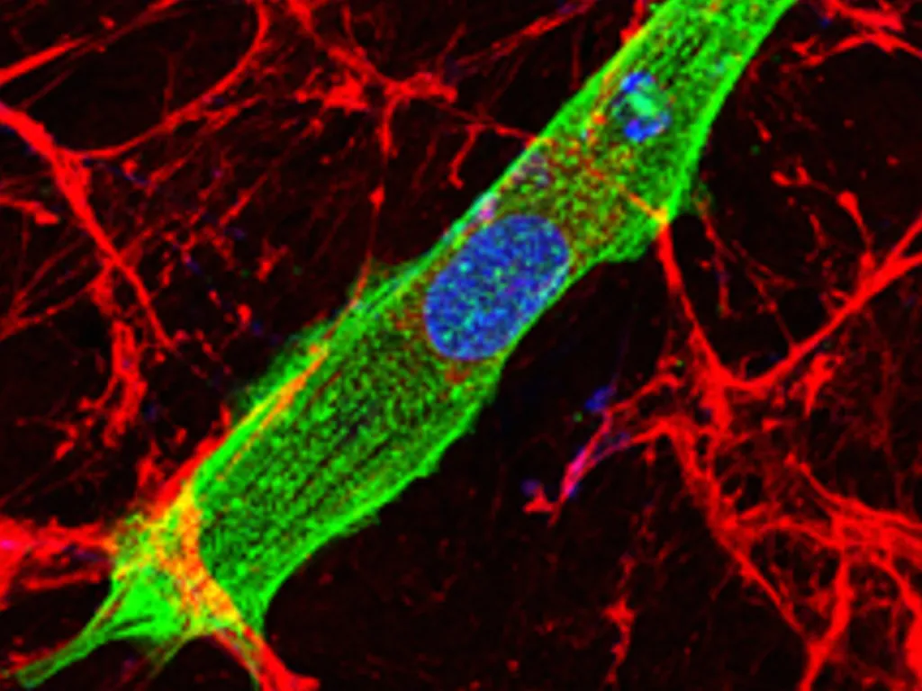 Fluorescent cells microscope image.