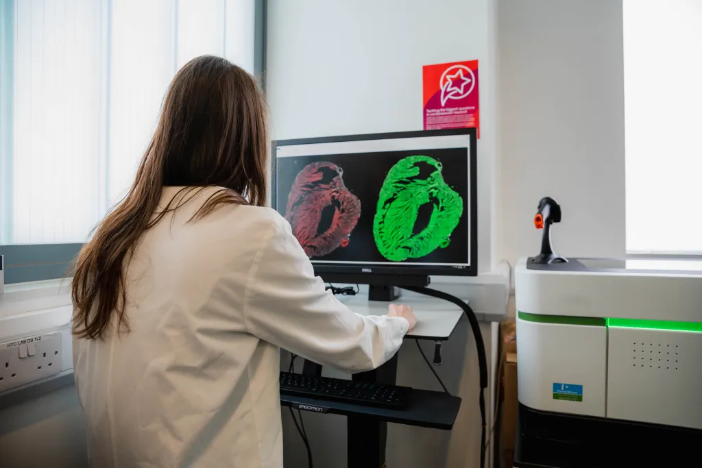 Scientist at monitor displaying image of heart.