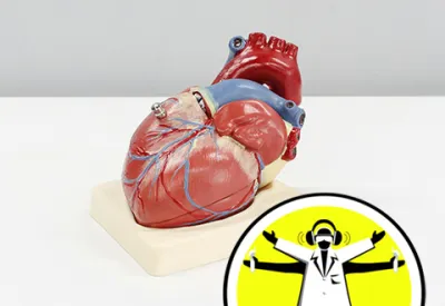 The Naked Scientists logo overlaid on photo of anatomical human heart model on table.