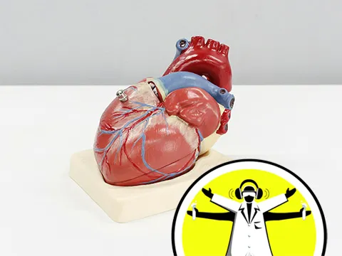 The Naked Scientists logo overlaid on photo of anatomical human heart model on table.